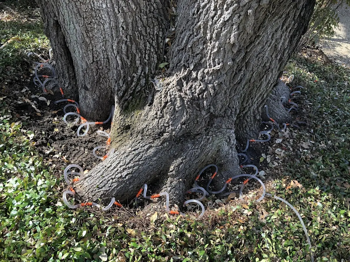Detailed Tree Cabling and Bracing job site in Culver