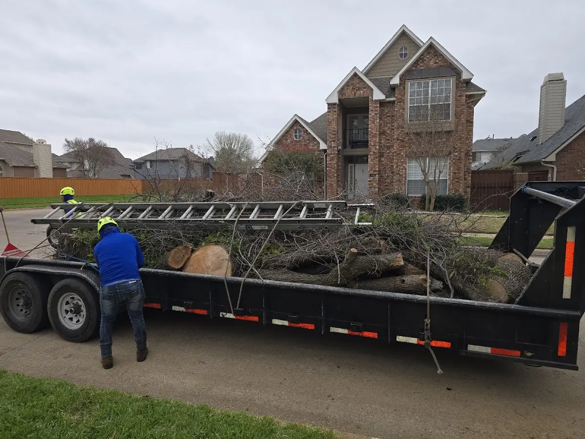 Expert Tree Removal with proper safety equipment in Culver